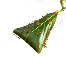 Nest Of Triangle Bugs Free Stock Photo - Public Domain Pictures