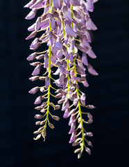 hanging wisteria flowers