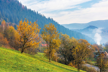 orchard on a grassy hill in the rural valley. trees in golden foliage. distant forest in fog. village near the road. beautiful autumn scenery in mountains. wonderful sunny weather, blue sky with cloud