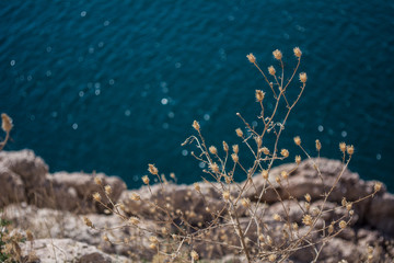 Wall Mural - Blue sea background. Beige flowers grow on a rock near the blue sea. Sea texture