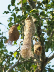 Wall Mural - Nest Bird on the tree nature background