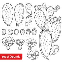 Set With Outline Cactus Indian Fig Opuntia Or Prickly Pear Plant, Fruit, Flower And Stem In Black Isolated On White Background. 