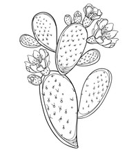 Branch Of Outline Indian Fig Opuntia Or Prickly Pear Cactus, Fruit, Flower And Spiny Black Stem Isolated On White Background.
