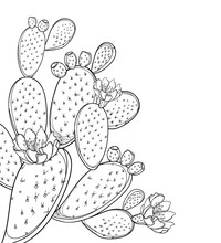 Corner Bunch Of Outline Indian Fig Opuntia Or Prickly Pear Cactus, Flower, Fruit And Spiny Stem In Black Isolated On White Background.