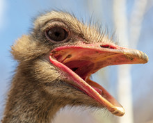 Portrait Of An Ostrich In Nature