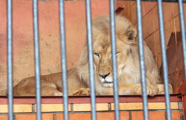 Canvas Print - Portrait of a lion in a cage at the zoo