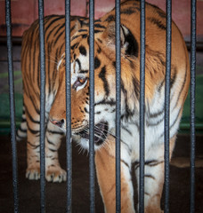 Sticker - Portrait of a tiger in a cage at the zoo