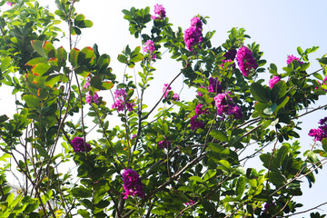 beautiful purple white and pink color flowers in the green parks outdoor