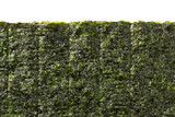 Fototapeta  - Sheet of dried green nori