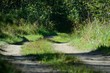© neprolet - the dirt road in the forest