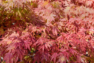 Sticker - Autumn red maple leaves