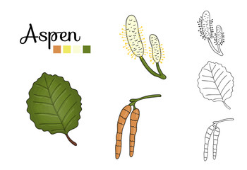 Wall Mural - Vector set of aspen tree elements isolated on white background. Botanical illustration of aspen leaf, brunch, flowers, fruits. Black and white clip art.