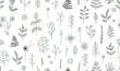Vector seamless pattern of black and white flowers, herbs, plants. Monochrome  pack of elements for natural design. Cartoon style.