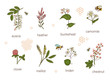 Vector set of colored wild flowers. Illustration of honey flowers with bee, bumblebee, honeycombs. Colorful collection of acacia,heather,chamomile,buckwheat,clover,melilot,chestnut,willow
