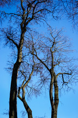 trunks and branches of trees against the blue sky