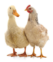 White duck and chicken.