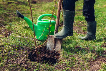 Gardener planting tree in spring garden using shovel. Farmer working outdoors