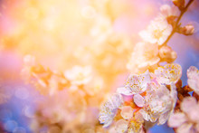 Beautiful Floral Spring Abstract Background Of Nature. Branches Of Blossoming Apricot Macro With Soft Focus On Gentle Light Blue Sky Background. For Easter And Spring Greeting Cards With Copy Space