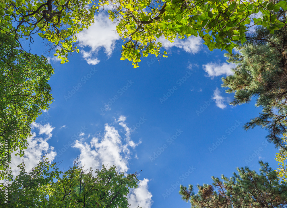 trees and blue sky - obrazy, fototapety, plakaty 