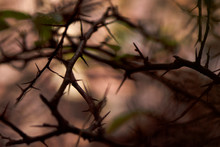 The Background Of The Many Thorny Branches. The Branches Look Intimidating. Photo In Low Key.