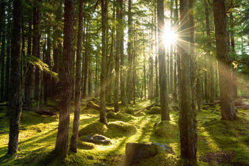 Golden sunlight break the dense lush green evergreen forest deep in the wilderness of the pacific northwest with magical sun rays