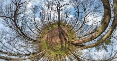 Wall Mural - NO VR. Little planet Transformation with curvature of space. full flyby panorama with rise up into the sky of landscape on gravel road in pinery forest