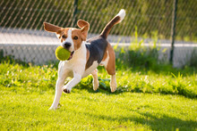 Beagle Dog With A Ball On A Green Meadow During Spring,summer Runs Towards Camera With Ball