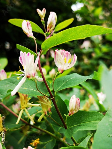 Pink Flowers Lonicera Caprifolium The Italian Woodbine Perfoliate Honeysuckle Goat Leaf Honeysuckle Italian Honeysuckle Or Perfoliate Woodbine Stock Photo Adobe Stock Pink Flowers Lonicera Caprifolium The Italian Woodbine Perfoliate Honeysuckle Goat Leaf Honeysuckle Italian Honeysuckle Or Perfoliate Woodbine Stock Photo Adobe Stock