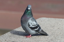 Pigeon In Gray And Green Searching For Food In The City