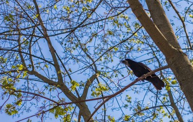 Black crow sit on the branch of tree, blue sky, sunny spring day