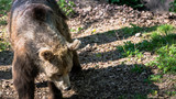 Niedzwiedz grizzli