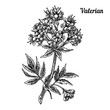 Valerian plant. Sketch. Engraving style. Vector illustration.