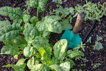 Wall Mural - Colorful hand trowel next to baby spinach in a garden bed with drip irrigation line.