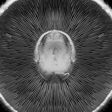 The Underside Of A Portobello Mushroom From Close