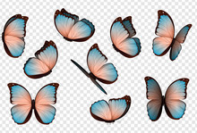 Butterfly Vector. Colorful Isolated Butterflies.