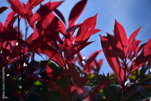 青い空と赤い葉の植物 Stock Photo Adobe Stock