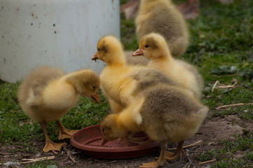 Yellow goose cubs drink water in the yard.Little domestic animal