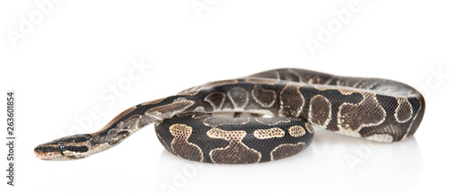 Fotomural Royal Python, or Ball Python (Python regius) in side view
