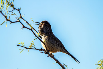 Wall Mural - Cactus Wren sings at dawn in spring