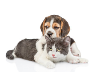 Beagle puppy hugging cat. isolated on white background