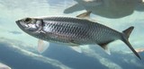 Fototapeta Konie - Silver fish with fins swimming in sea water