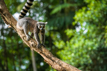 Ring-Tailed Lemur In A Tree