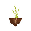 © Happypictures - Plant with small leaves and a thick root in the soil. Vector illustration.