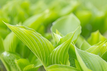 Wall Mural - Closeup natural young green leaf on blurred greenery background in garden. Hosta leaf close-up. Hosta - an ornamental plant for landscaping park and garden design. Fresh green hosta leaves, 