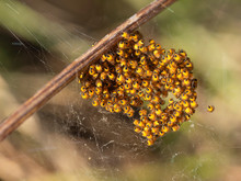 Baby Orb Weaver Spiders, Spiderlings, In Nest, Yellow And Black, Macro.
