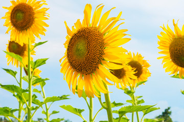 Wall Mural - Sunflowers blooming  on blue sky background ,fresh & daylight summer concept.