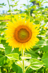 Wall Mural - Sunflowers blooming  on blue sky background ,fresh & daylight summer concept.