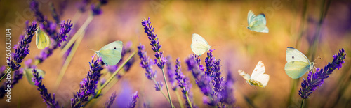 white butterfly on lavender flowers macro photo