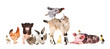 Funny group of farm animals isolated on white background
