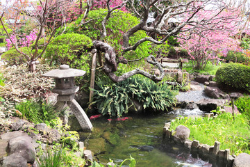 Wall Mural - Stone lantern and pond in traditional japanese garden, Kamakura, Japan